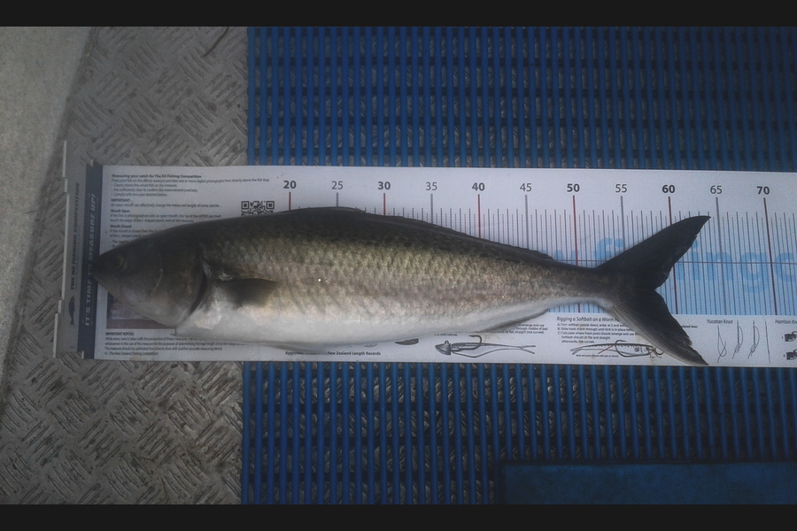 Brian  Gallogly caught this 57.5cm Kahawai at Rakino during The Export NZ Fishing Competition